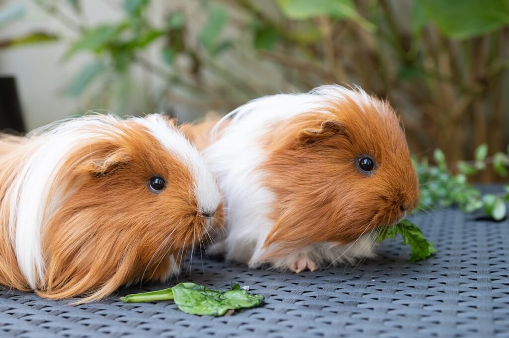 Duo Names for Pets - WizardOfNames.com